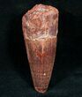 Spinosaurus Tooth - Big and Thick #7219-1